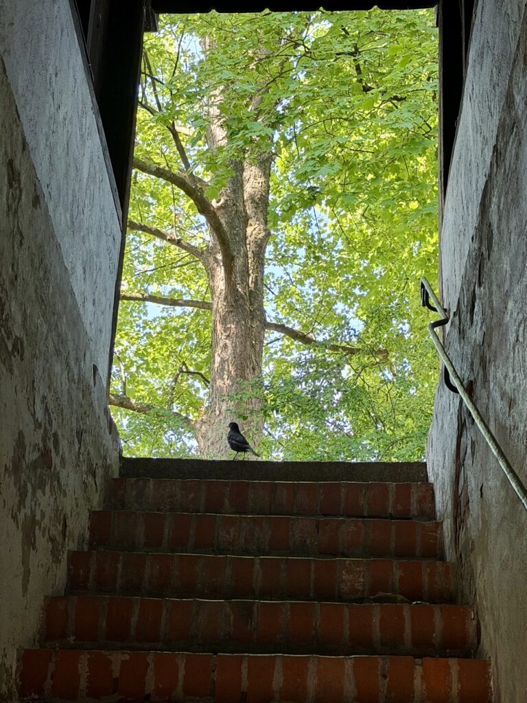 Das Foto zeigt einen dunklen Treppenaufstieg hinaus in eine umweltfreundliche Zeit mit Tieren (hier am Beispiel einer Amsel), blauem Himmel und sonnigem Licht und einem großen, gesunden Baum mit frischen, grünen Blättern.