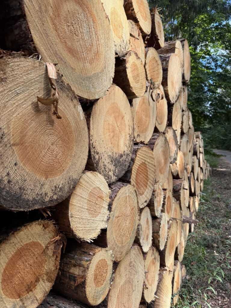 Das Foto zeigt eine typische Szene in einem deutschen Wald mit Stämmen von geschlagenem Holz, aufgeschichtet und an einem Fußweg im Wald.
